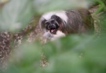 Onze macacos morrem em zoo de Hong Kong; infecção bacteriana grave