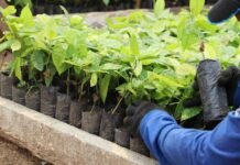 Pela segunda vez consecutiva, Rondônia atinge o topo Nacional em número de internos em atividades laborais