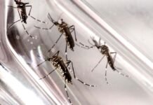Vacinação em massa contra dengue não ocorrerá em 2025