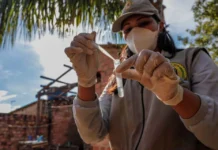 Primeiro LIRAa do ano aponta médio risco de infestação do mosquito Aedes aegypti em Porto Velho