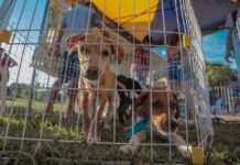 Prefeitura disponibiliza telefone para denúncia de maus tratos contra animais