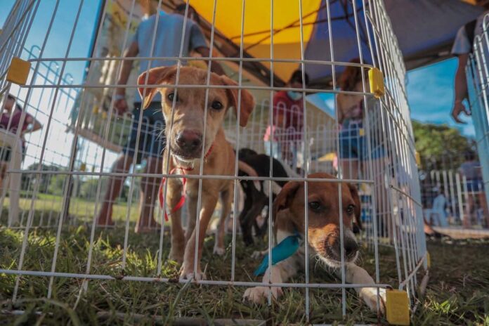 Prefeitura disponibiliza telefone para denúncia de maus tratos contra animais