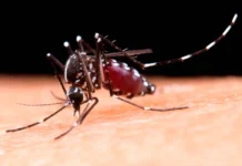 Brasil soma mais de 500 mil casos de dengue; queda de quase 70%