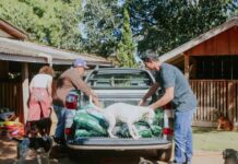 Prefeitura mantém ações diárias em abrigo provisório de animais em Vilhena