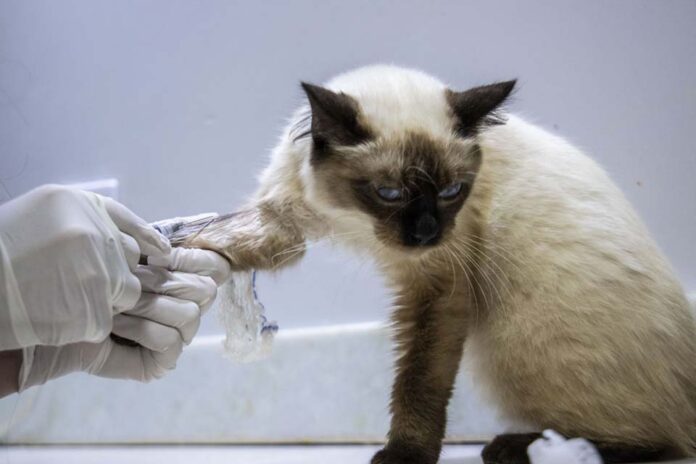 Porto Velho terá primeira clínica de bem-estar animal com atendimento veterinário gratuito