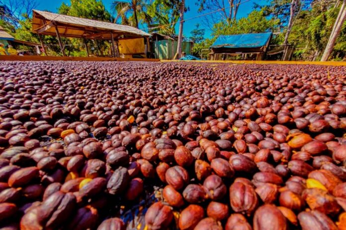 CAFECAU 2025 destaca protagonismo estudantil e fortalecimento do empreendedorismo
