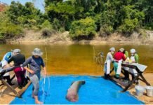 Pesca manejada do pirarucu invasor é iniciada pelo governo de RO na Resex Rio Cautário, em Costa Marques