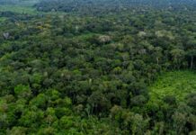 STF garante orçamento para proteção ambiental em Rondônia após atuação do MPRO