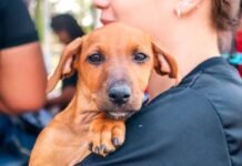 Prefeitura de Porto Velho inaugura primeira clínica veterinária gratuita na quarta (29)