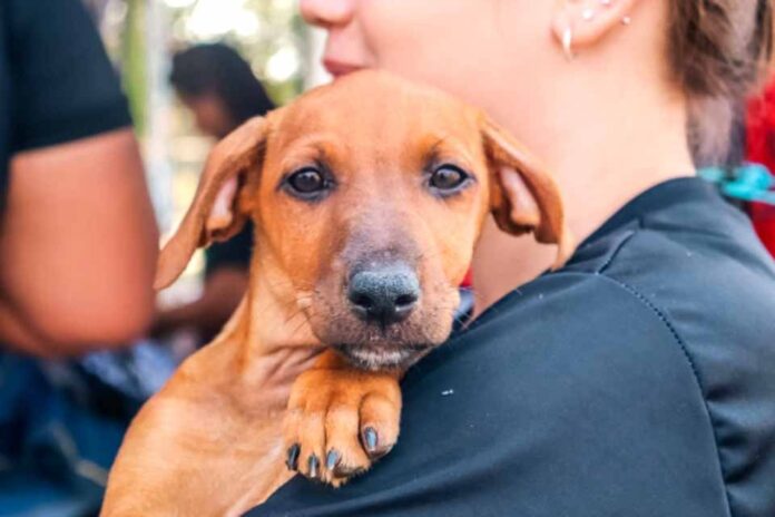Prefeitura de Porto Velho inaugura primeira clínica veterinária gratuita na quarta (29)