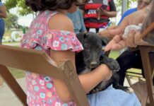Adoção de cães e gatos é sucesso em feira realizada pela prefeitura