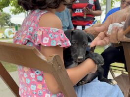 Adoção de cães e gatos é sucesso em feira realizada pela prefeitura