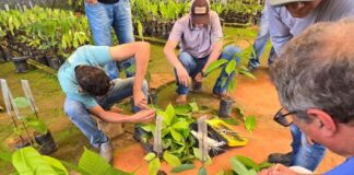 Prefeitura abre credenciamento para distribuição de mudas de cacau