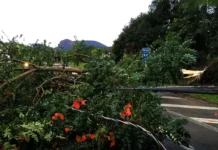 Árvore de grande porte caída sobre cabos de energia elétrica, bloqueando uma estrada após a passagem de uma tempestade.