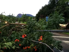 Alerta de tempestades e ventos intensos no Sul Árvore de grande porte caída sobre cabos de energia elétrica, bloqueando uma estrada após a passagem de uma tempestade.