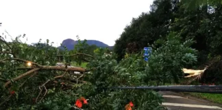 Árvore de grande porte caída sobre cabos de energia elétrica, bloqueando uma estrada após a passagem de uma tempestade.