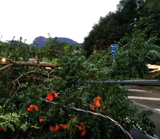 Árvore de grande porte caída sobre cabos de energia elétrica, bloqueando uma estrada após a passagem de uma tempestade.