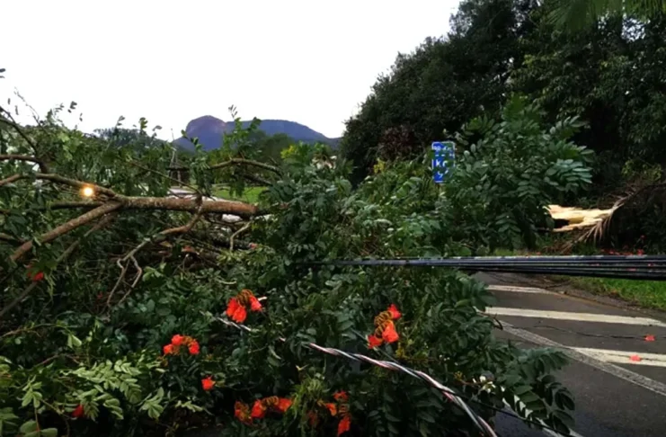 Alerta de tempestades e ventos intensos no Sul Árvore de grande porte caída sobre cabos de energia elétrica, bloqueando uma estrada após a passagem de uma tempestade.