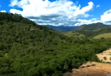 Agricultura expande 11 milhões de hectares na Mata Atlântica Vista aérea de uma paisagem verdejante na Mata Atlântica, evidenciando o contraste entre a floresta densa e um terreno desmatado.