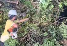 Equipes removem &aacute;rvores ca&iacute;das ap&oacute;s temporal e refor&ccedil;am cuidados durante mudan&ccedil;as clim&aacute;ti
