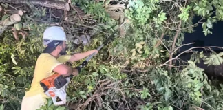 Equipes removem árvores caídas após temporal e reforçam cuidados durante mudanças climáticas Equipes removem árvores caídas após temporal e reforçam cuidados durante mudanças climáti