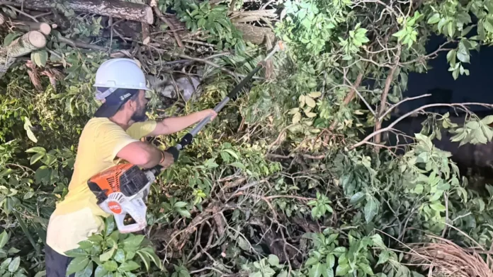 Equipes removem árvores caídas após temporal e reforçam cuidados durante mudanças climáti Equipes removem árvores caídas após temporal e reforçam cuidados durante mudanças climáti