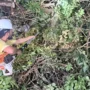Equipes removem &aacute;rvores ca&iacute;das ap&oacute;s temporal e refor&ccedil;am cuidados durante mudan&ccedil;as clim&aacute;ti