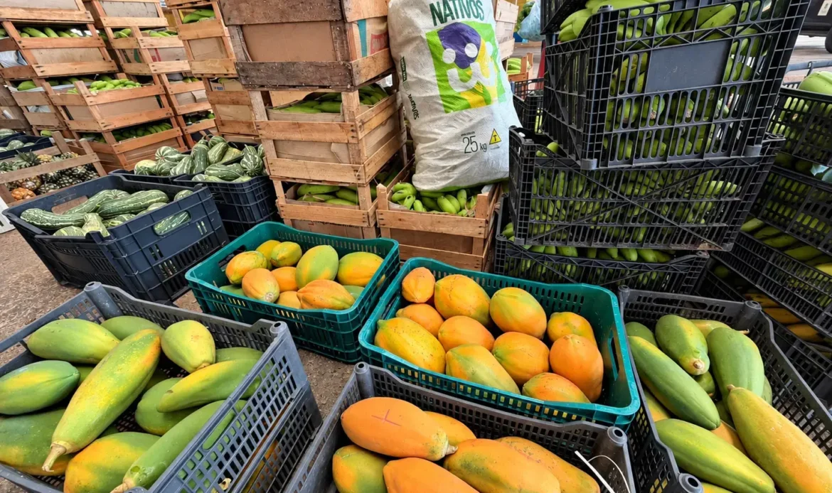 Grandes distâncias, menos custos: Transporte da Produção aproxima o campo do mercado em Port