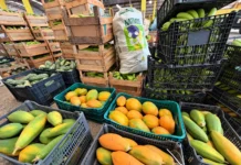 Grandes dist&acirc;ncias, menos custos: Transporte da Produ&ccedil;&atilde;o aproxima o campo do mercado em Port