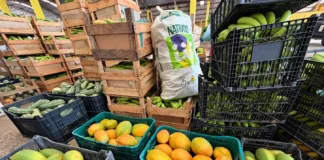 Grandes dist&acirc;ncias, menos custos: Transporte da Produ&ccedil;&atilde;o aproxima o campo do mercado em Port