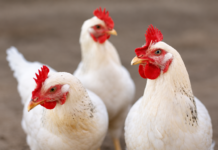 Após México, Malásia também suspende compra de frango de todo o Brasil
