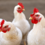 Após México, Malásia também suspende compra de frango de todo o Brasil