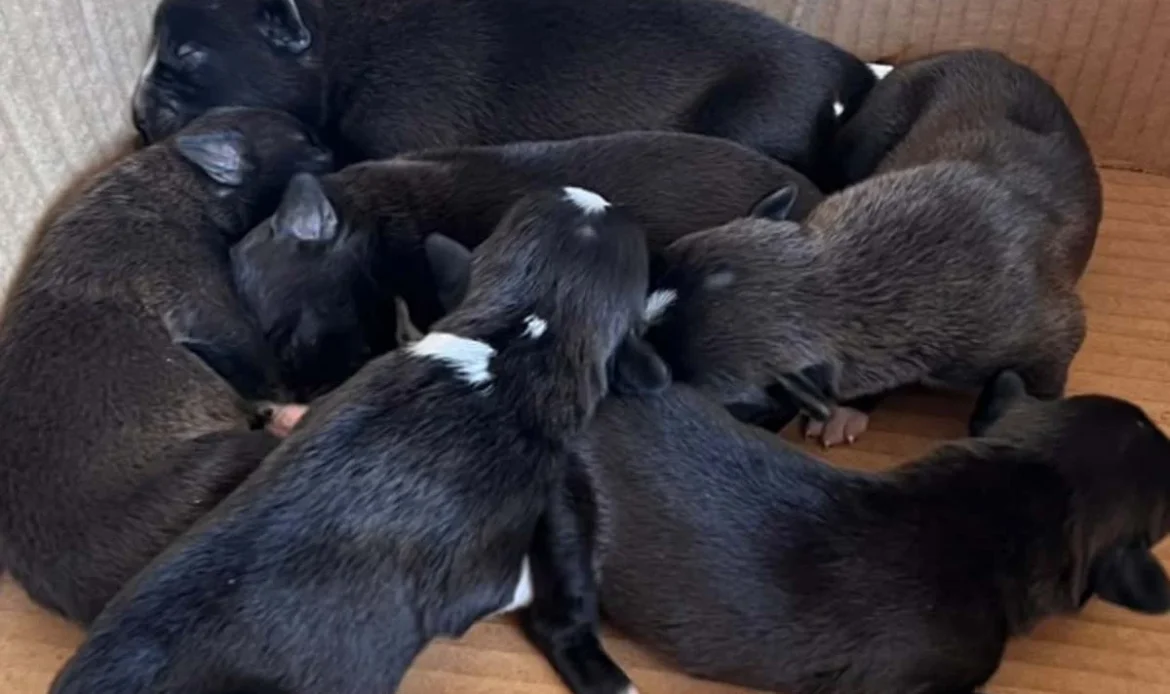 Seis filhotes de cachorro recém-nascidos, com pelos pretos e pequenas manchas brancas, dormindo amontoados dentro de uma caixa de papelão.