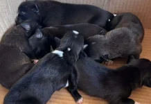 Seis filhotes de cachorro recém-nascidos, com pelos pretos e pequenas manchas brancas, dormindo amontoados dentro de uma caixa de papelão.