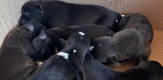 Seis filhotes de cachorro são abandonados em caixa de papelão em Porto Velho Seis filhotes de cachorro recém-nascidos, com pelos pretos e pequenas manchas brancas, dormindo amontoados dentro de uma caixa de papelão.