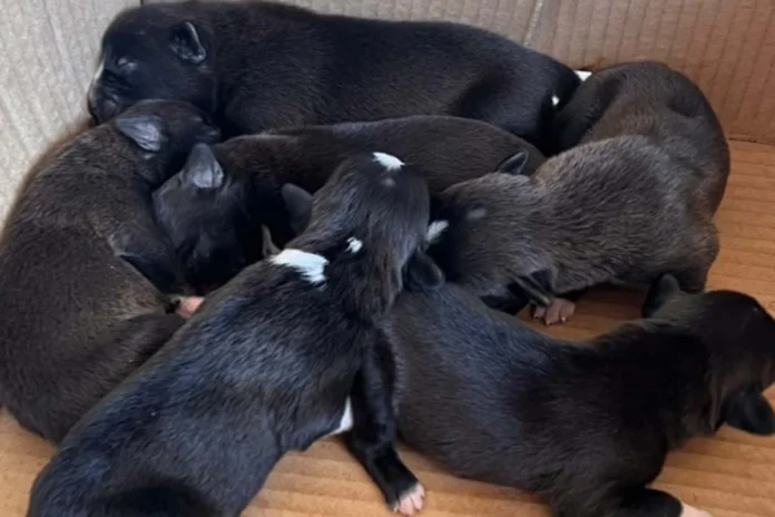 Filhotes resgatados em caixa de papelão em Porto Velho Seis filhotes de cachorro recém-nascidos, com pelos pretos e pequenas manchas brancas, dormindo amontoados dentro de uma caixa de papelão.