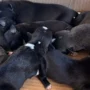 Seis filhotes de cachorro recém-nascidos, com pelos pretos e pequenas manchas brancas, dormindo amontoados dentro de uma caixa de papelão.
